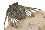 Kettneraspis Trilobite With Long Occipital -Translucent Shell #325675-3